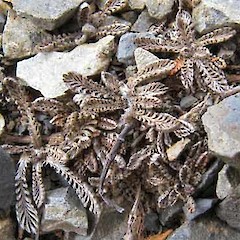 Fiddlers Flat, Otago.<br>Photographer: John Barkla, Licence: <a target='_blank' href='https://creativecommons.org/licenses/by/4.0'>CC BY</a>.