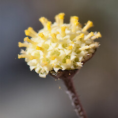 Capitulum. Cultivated, Dunedin.<br>Photographer: Mike Thorsen, Licence: All rights reserved. <a class='member-message' href='/nzpcn/why-join-nzpcn/' target='_blank'>Members can view a larger version of this image.</a>