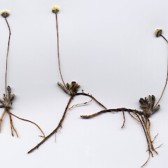Herbarium voucher.<br>Photographer: John Barkla, Licence: <a target='_blank' href='https://creativecommons.org/licenses/by/4.0'>CC BY</a>. <a class='member-message' href='/nzpcn/why-join-nzpcn/' target='_blank'>Members can view a larger version of this image.</a>