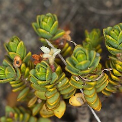 Pimelea prostrata subsp. thermalis