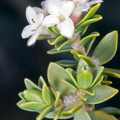 Inflorescence. Hikurua / de Surville Cliffs, Te Paki.<br>Photographer: Jeremy R. Rolfe, Date taken: 19/10/2009, Licence: <a target='_blank' href='https://creativecommons.org/licenses/by/4.0'>CC BY</a>. <a class='member-message' href='/nzpcn/why-join-nzpcn/' target='_blank'>Members can view a larger version of this image.</a>