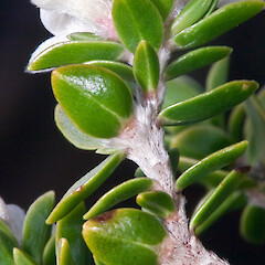 Abaxial leaf surfaces, node buttresses and hairy stems. Hikurua / de Surville Cliffs, Te Paki.<br>Photographer: Jeremy R. Rolfe, Date taken: 19/10/2009, Licence: <a target='_blank' href='https://creativecommons.org/licenses/by/4.0'>CC BY</a>. <a class='member-message' href='/nzpcn/why-join-nzpcn/' target='_blank'>Members can view a larger version of this image.</a>