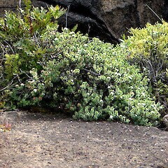 Talus slope, serpentine cliff, Surville Cliffs, Northland.<br>Photographer: Peter J de Lange, Licence: <a target='_blank' href='https://creativecommons.org/licenses/by-nc/4.0'>CC BY-NC</a>. <a class='member-message' href='/nzpcn/why-join-nzpcn/' target='_blank'>Members can view a larger version of this image.</a>