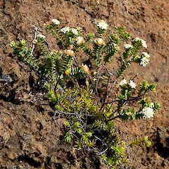 On serpentinite Surville Cliffs.<br>Photographer: Peter J de Lange, Licence: <a target='_blank' href='https://creativecommons.org/licenses/by-nc/4.0'>CC BY-NC</a>. <a class='member-message' href='/nzpcn/why-join-nzpcn/' target='_blank'>Members can view a larger version of this image.</a>