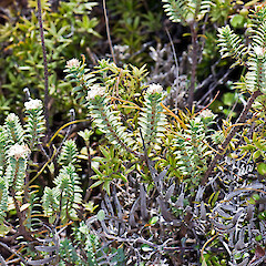 Hikurua / de Surville Cliffs, Te Paki.<br>Photographer: Jeremy R. Rolfe, Date taken: 26/02/2011, Licence: <a target='_blank' href='https://creativecommons.org/licenses/by/4.0'>CC BY</a>. <a class='member-message' href='/nzpcn/why-join-nzpcn/' target='_blank'>Members can view a larger version of this image.</a>