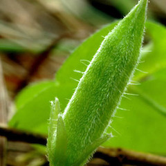 Capsule showing retrorse pubescence and long patent hairs. Wanganui.<br>Photographer: Colin C. Ogle, Date taken: 24/02/2008, Licence: <a target='_blank' href='https://creativecommons.org/licenses/by-nc/4.0'>CC BY-NC</a>.