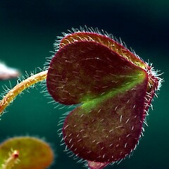 leaf, upper surface, Wanganui.<br>Photographer: Colin C. Ogle, Date taken: 10/02/2014, Licence: <a target='_blank' href='https://creativecommons.org/licenses/by-nc/4.0'>CC BY-NC</a>. <a class='member-message' href='/nzpcn/why-join-nzpcn/' target='_blank'>Members can view a larger version of this image.</a>