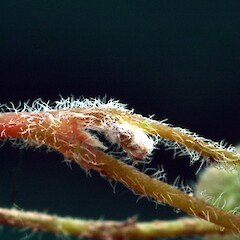 Stem, stipule, petiole, Wanganui.<br>Photographer: Colin C. Ogle, Date taken: 10/02/2014, Licence: <a target='_blank' href='https://creativecommons.org/licenses/by-nc/4.0'>CC BY-NC</a>. <a class='member-message' href='/nzpcn/why-join-nzpcn/' target='_blank'>Members can view a larger version of this image.</a>