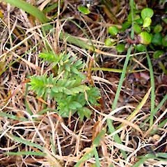 Maunganui Bluff. Seedling with top nipped off.<br>Photographer: Peter J de Lange, Date taken: 02/09/2010, Licence: <a target='_blank' href='https://creativecommons.org/licenses/by-nc/4.0'>CC BY-NC</a>.