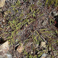 Showing typical growth habit.<br>Photographer: Peter J de Lange, Licence: <a target='_blank' href='https://creativecommons.org/licenses/by-nc/4.0'>CC BY-NC</a>. <a class='member-message' href='/nzpcn/why-join-nzpcn/' target='_blank'>Members can view a larger version of this image.</a>