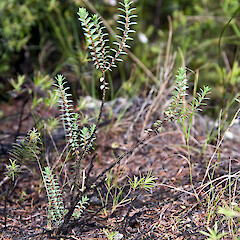 Taumatotara Flat, North Cape.<br>Photographer: Jeremy R. Rolfe, Date taken: 21/10/2009, Licence: <a target='_blank' href='https://creativecommons.org/licenses/by/4.0'>CC BY</a>. <a class='member-message' href='/nzpcn/why-join-nzpcn/' target='_blank'>Members can view a larger version of this image.</a>