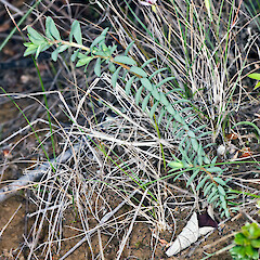 Hikurua / de Surville Cliffs, Te Paki.<br>Photographer: Jeremy R. Rolfe, Date taken: 21/10/2009, Licence: <a target='_blank' href='https://creativecommons.org/licenses/by/4.0'>CC BY</a>. <a class='member-message' href='/nzpcn/why-join-nzpcn/' target='_blank'>Members can view a larger version of this image.</a>