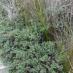 Pimelea orthia.<br>Photographer: Graeme Jane, Licence: <a target='_blank' href='https://creativecommons.org/licenses/by-nc/4.0'>CC BY-NC</a>. <a class='member-message' href='/nzpcn/why-join-nzpcn/' target='_blank'>Members can view a larger version of this image.</a>