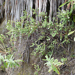 Awatere River mouth cliffs, Te Araroa.<br>Photographer: Mike Thorsen, Date taken: 03/10/2015, Licence: All rights reserved. <a class='member-message' href='/nzpcn/why-join-nzpcn/' target='_blank'>Members can view a larger version of this image.</a>