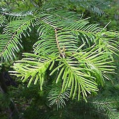 Abies grandis.<br>Photographer: Thayne Tuason, Licence: All rights reserved.