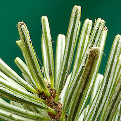 Abaxial view showing notched leaf tips. Whanganui. Dec 2011.<br>Photographer: Colin C. Ogle, Licence: <a target='_blank' href='https://creativecommons.org/licenses/by-nc/4.0'>CC BY-NC</a>. <a class='member-message' href='/nzpcn/why-join-nzpcn/' target='_blank'>Members can view a larger version of this image.</a>