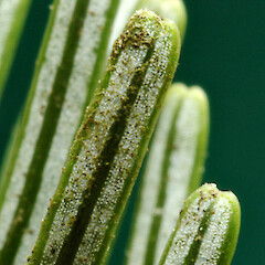 Adaxial view of notched leaf tips Whanganui. Dec 2011.<br>Photographer: Colin C. Ogle, Licence: <a target='_blank' href='https://creativecommons.org/licenses/by-nc/4.0'>CC BY-NC</a>. <a class='member-message' href='/nzpcn/why-join-nzpcn/' target='_blank'>Members can view a larger version of this image.</a>