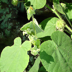 Abutilon grandifolium.<br>Photographer: Peter J de Lange, Licence: <a target='_blank' href='https://creativecommons.org/licenses/by-nc/4.0'>CC BY-NC</a>. <a class='member-message' href='/nzpcn/why-join-nzpcn/' target='_blank'>Members can view a larger version of this image.</a>