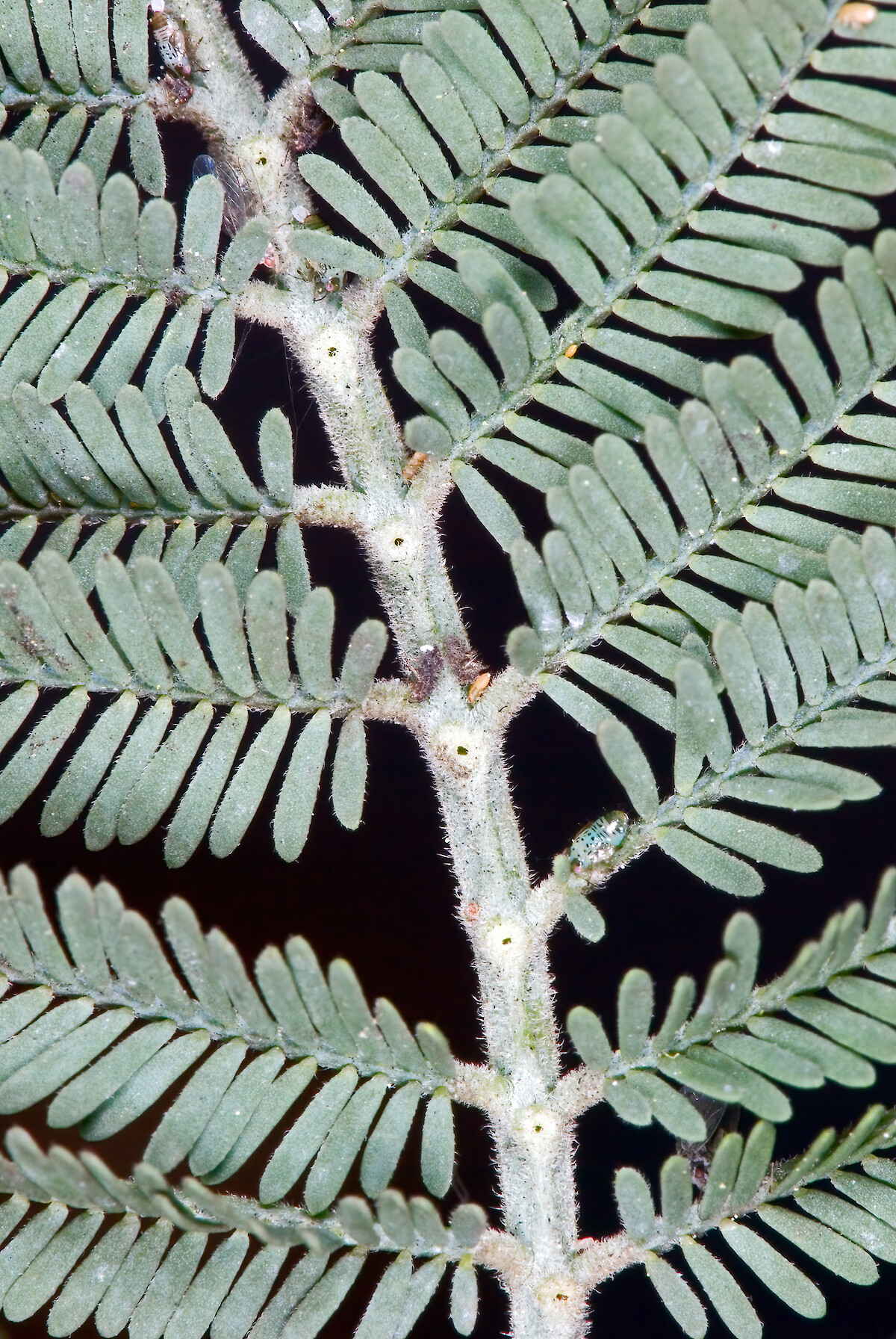 Acacia dealbata  New Zealand Plant Conservation Network
