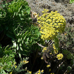 Whitireia Park, Titahi Bay.<br>Photographer: Jeremy R. Rolfe, Date taken: 23/08/2006, Licence: <a target='_blank' href='https://creativecommons.org/licenses/by/4.0'>CC BY</a>. <a class='member-message' href='/nzpcn/why-join-nzpcn/' target='_blank'>Members can view a larger version of this image.</a>