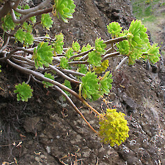 Quail Island.<br>Photographer: John Barkla, Licence: <a target='_blank' href='https://creativecommons.org/licenses/by/4.0'>CC BY</a>. <a class='member-message' href='/nzpcn/why-join-nzpcn/' target='_blank'>Members can view a larger version of this image.</a>