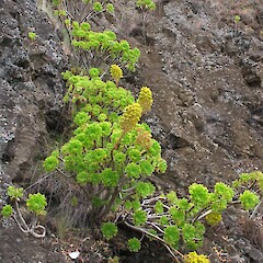 Quail Island.<br>Photographer: John Barkla, Licence: <a target='_blank' href='https://creativecommons.org/licenses/by/4.0'>CC BY</a>. <a class='member-message' href='/nzpcn/why-join-nzpcn/' target='_blank'>Members can view a larger version of this image.</a>