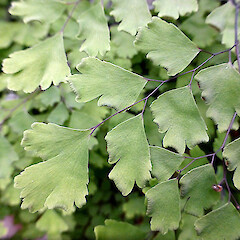 Adaxial surface of frond. In cultivation, Whanganui.<br>Photographer: Colin C. Ogle, Date taken: 19/04/2013, Licence: <a target='_blank' href='https://creativecommons.org/licenses/by-nc/4.0'>CC BY-NC</a>. <a class='member-message' href='/nzpcn/why-join-nzpcn/' target='_blank'>Members can view a larger version of this image.</a>