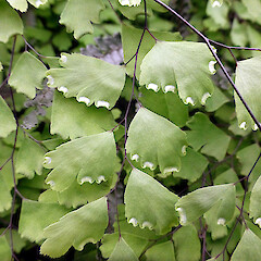 Abaxial surface of frond. In cultivation, Whanganui.<br>Photographer: Colin C. Ogle, Date taken: 19/04/2013, Licence: <a target='_blank' href='https://creativecommons.org/licenses/by-nc/4.0'>CC BY-NC</a>. <a class='member-message' href='/nzpcn/why-join-nzpcn/' target='_blank'>Members can view a larger version of this image.</a>