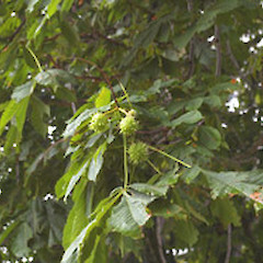 Aesculus hippocastanum.<br>Photographer: John Smith-Dodsworth, Licence: <a target='_blank' href='https://creativecommons.org/licenses/by-nc/4.0'>CC BY-NC</a>.