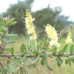 Acacia verticillata subsp. ruscifolia
