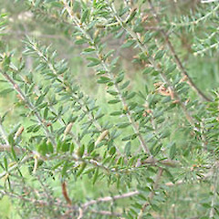Acacia verticillata.<br>Photographer: John Smith-Dodsworth, Licence: <a target='_blank' href='https://creativecommons.org/licenses/by-nc/4.0'>CC BY-NC</a>.