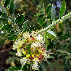 Whanganui.<br>Photographer: Colin C. Ogle, Licence: <a target='_blank' href='https://creativecommons.org/licenses/by-nc/4.0'>CC BY-NC</a>. <a class='member-message' href='/nzpcn/why-join-nzpcn/' target='_blank'>Members can view a larger version of this image.</a>