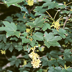 Upper Hutt.<br>Photographer: Jeremy R. Rolfe, Date taken: 15/12/2001, Licence: <a target='_blank' href='https://creativecommons.org/licenses/by/4.0'>CC BY</a>.