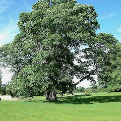 Acer pseudoplatanus, England.<br>Photographer: John Smith-Dodsworth, Licence: <a target='_blank' href='https://creativecommons.org/licenses/by-nc/4.0'>CC BY-NC</a>.