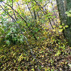 Autumn colours on saplings & seedlings; Tangiwai, by rail bridge.<br>Photographer: Colin C. Ogle, Date taken: 07/05/2017, Licence: <a target='_blank' href='https://creativecommons.org/licenses/by-nc/4.0'>CC BY-NC</a>.