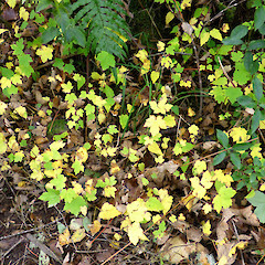 Autumn colours on abundant seedlings; Tangiwai, by rail bridge.<br>Photographer: Colin C. Ogle, Date taken: 07/05/2017, Licence: <a target='_blank' href='https://creativecommons.org/licenses/by-nc/4.0'>CC BY-NC</a>.