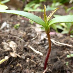 Seedlings in disturbed garden soil; Virginia Heights, Whanganui.<br>Photographer: Colin C. Ogle, Date taken: 06/09/2018, Licence: <a target='_blank' href='https://creativecommons.org/licenses/by-nc/4.0'>CC BY-NC</a>.