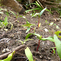 Seedlings in disturbed garden soil; Virginia Heights, Whanganui.<br>Photographer: Colin C. Ogle, Date taken: 06/09/2018, Licence: <a target='_blank' href='https://creativecommons.org/licenses/by-nc/4.0'>CC BY-NC</a>.