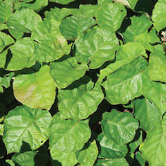 Actinidia deliciosa.<br>Photographer: Graeme La Cock, Licence: <a target='_blank' href='https://creativecommons.org/licenses/by-nc/4.0'>CC BY-NC</a>.