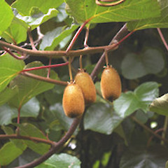 Fruit.<br>Photographer: John Smith-Dodsworth, Licence: <a target='_blank' href='https://creativecommons.org/licenses/by-nc/4.0'>CC BY-NC</a>.