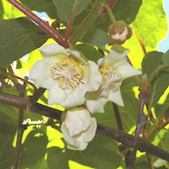Actinidia deliciosa.<br>Photographer: John Smith-Dodsworth, Licence: <a target='_blank' href='https://creativecommons.org/licenses/by-nc/4.0'>CC BY-NC</a>.