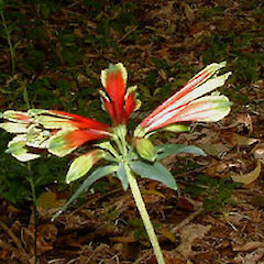Alstroemeria pulchella.<br>Photographer: John Smith-Dodsworth, Licence: <a target='_blank' href='https://creativecommons.org/licenses/by-nc/4.0'>CC BY-NC</a>.
