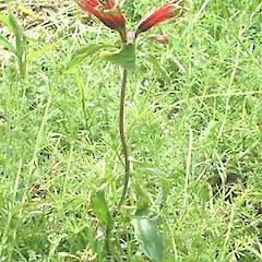 Alstroemeria pulchella.<br>Photographer: John Smith-Dodsworth, Licence: <a target='_blank' href='https://creativecommons.org/licenses/by-nc/4.0'>CC BY-NC</a>.