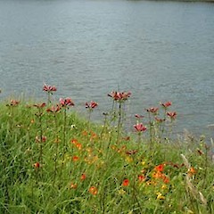 Whanganui River.<br>Photographer: Colin C. Ogle, Licence: <a target='_blank' href='https://creativecommons.org/licenses/by-nc/4.0'>CC BY-NC</a>.