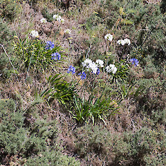 Hutt Valley.<br>Photographer: Jeremy R. Rolfe, Date taken: 20/01/2008, Licence: <a target='_blank' href='https://creativecommons.org/licenses/by/4.0'>CC BY</a>.