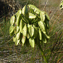Unripe fruiting head in dunes, Castlecliff, Whanganui.<br>Photographer: Colin C. Ogle, Date taken: 02/04/2018, Licence: <a target='_blank' href='https://creativecommons.org/licenses/by-nc/4.0'>CC BY-NC</a>.