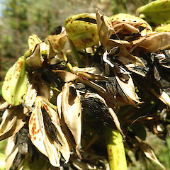 Ripe fruiting head with black seeds; in dunes, Castlecliff, Whanganui.<br>Photographer: Colin C. Ogle, Date taken: 02/04/2018, Licence: <a target='_blank' href='https://creativecommons.org/licenses/by-nc/4.0'>CC BY-NC</a>.