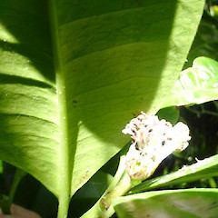 Planted flowering tree, near Fordell, Whanganui.<br>Photographer: Colin C. Ogle, Date taken: 04/03/2018, Licence: <a target='_blank' href='https://creativecommons.org/licenses/by-nc/4.0'>CC BY-NC</a>.