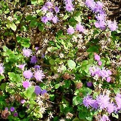 Ageratum houstonianum in flower (wild plant), Dover Road, St Andrews, Hamilton.<br>Photographer: Peter J de Lange, Date taken: 07/05/2006, Licence: <a target='_blank' href='https://creativecommons.org/licenses/by-nc/4.0'>CC BY-NC</a>.
