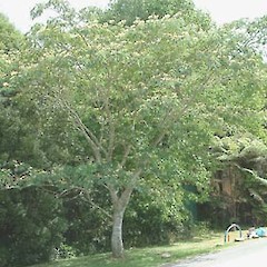 Albizia julibrissin.<br>Photographer: John Smith-Dodsworth, Licence: <a target='_blank' href='https://creativecommons.org/licenses/by-nc/4.0'>CC BY-NC</a>.